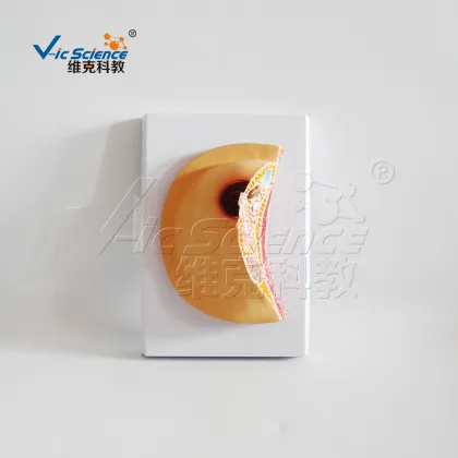 Pathological anatomy model of breast