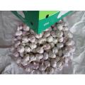 اشترِ Fresh Normal Garlic 2020