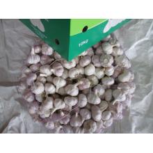 اشترِ Fresh Normal Garlic 2020