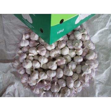 اشترِ Fresh Normal Garlic 2020