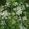 10% d'extraction de Snowparsley en poudre de trou d'osth