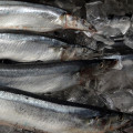 Saury in Wasser Russische Art Fischkonserven 6.5oz