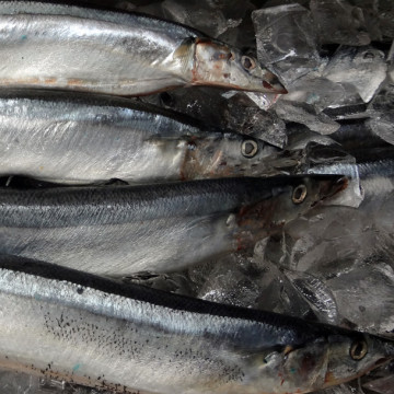 Saury em Água Peixe Enlatado Russo