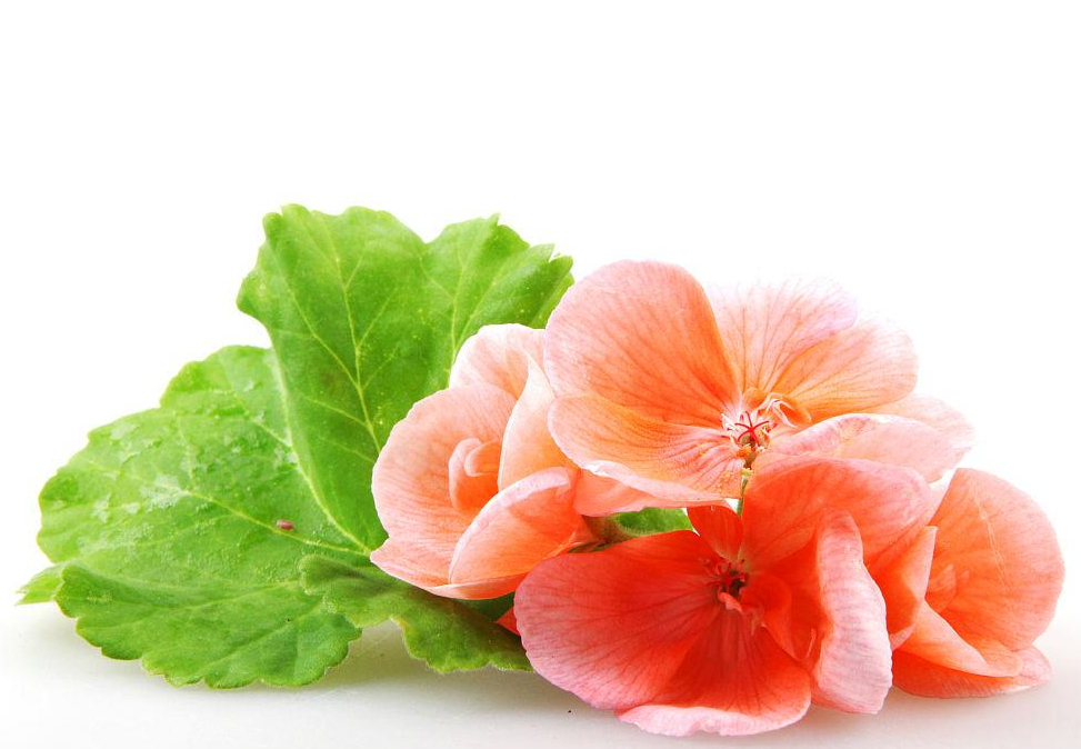 Geranium Extract (1)