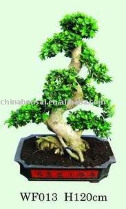 Ficus Microcarpa - plant