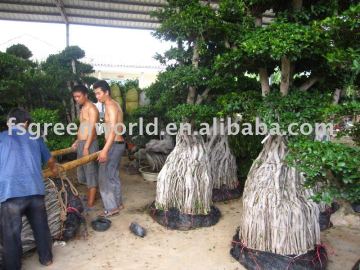 Ficus loading