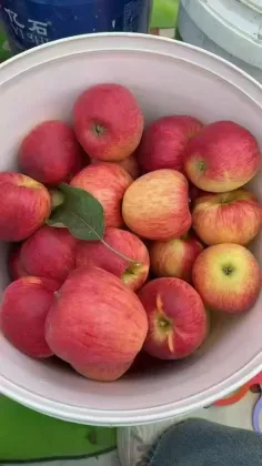Tasty YN Fresh Apple Collection