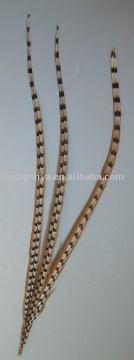 pheasant feather tail  #327