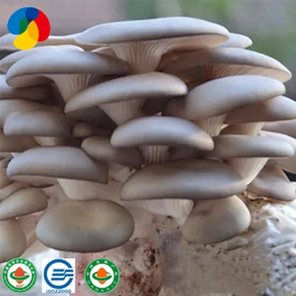 Fresh   cultivated oyster mushroom plugs