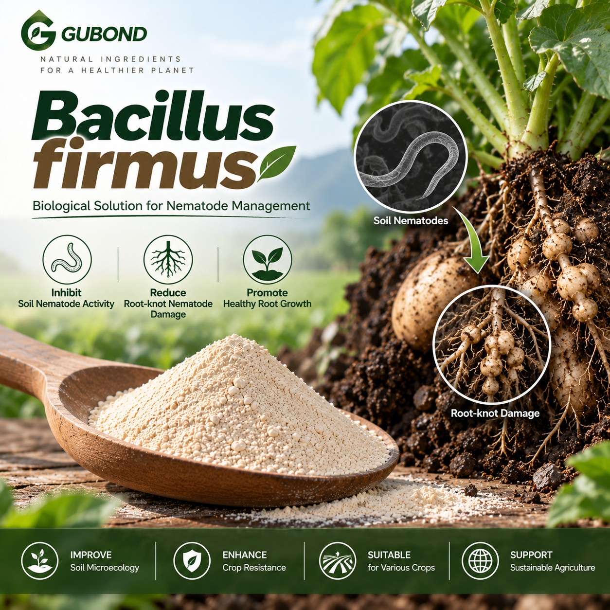 Bacillus firmus (4)