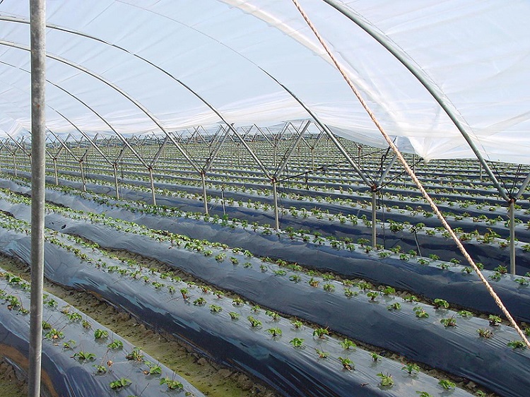 Mantillo de plástico negro plateado para agricultura, película de