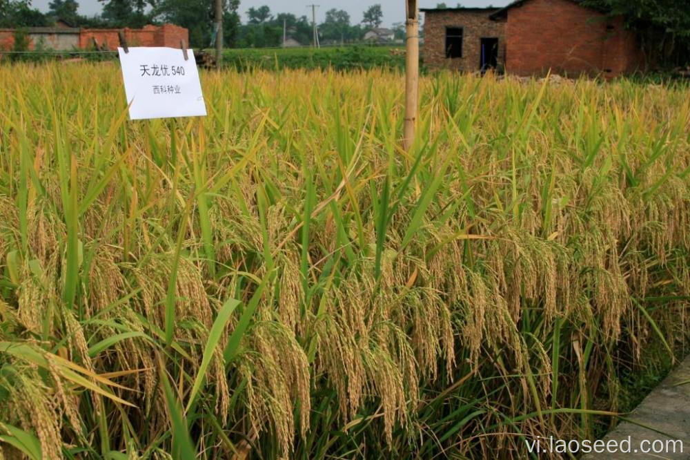 Chất lượng cao Tianlongyou 540 hạt gạo
