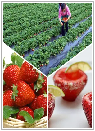 strawberry Price of Frozen strawberry