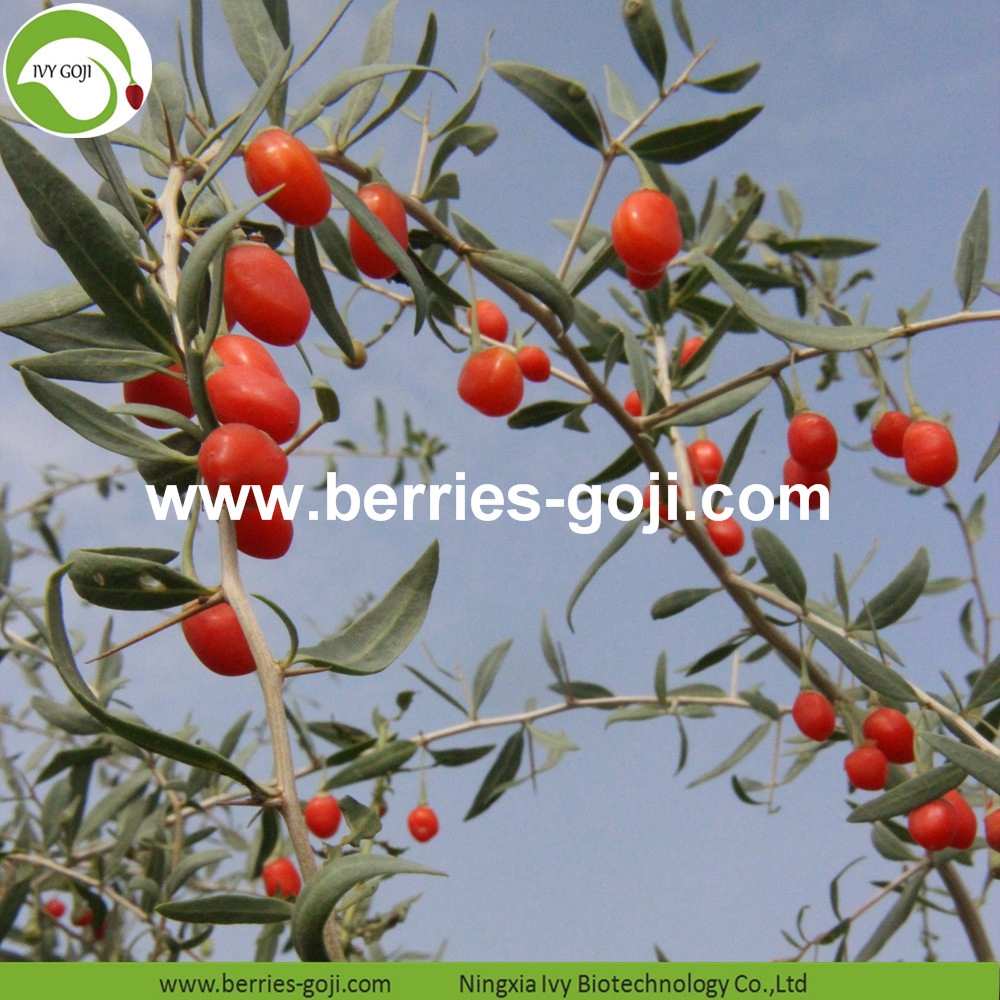 organic goji berry