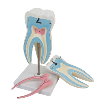 Standard Artificial Tooth Model for Dental Student Practice