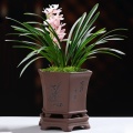 8 Inch Chinese Dendrobium Orchid Pot