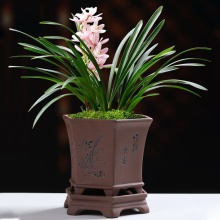 8 Inch Chinese Dendrobium Orchid Pot