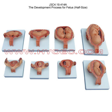 The Development Process for Fetus (Half-Size)-J3C4.19.414A