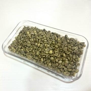 Vietnam Robusta Green Beans