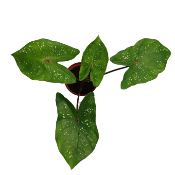 caladium meiying in lower price