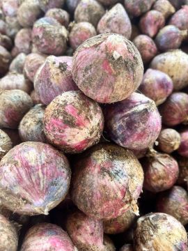 Round Plump Single-clove Garlic
