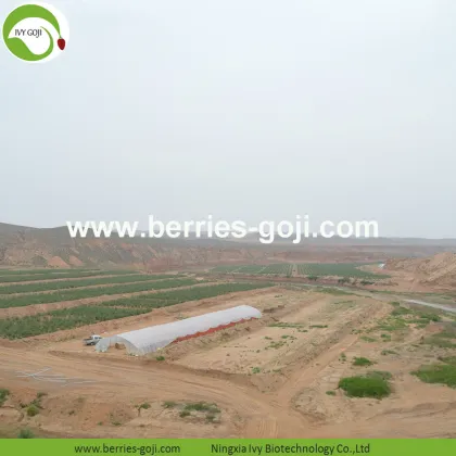 Factory Hot Sale Dried Tibet Wolfberry