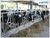 New arrival animal husbandry euqipment, headlocks for cows, cattle headlocks