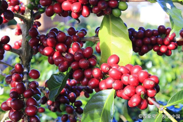 Arabica gevriesdroogde instantkoffie