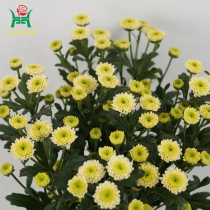 Cologne Multi-Color Spray Mums Flowers