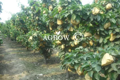 Pear Growing Bags Bagged Pear in Paper