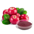 100% Pure natural Cranberry Extract