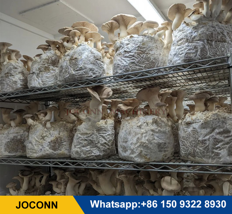 Mushroom Tray Filling Machine: High-Quality Mushroom Growing Equipment