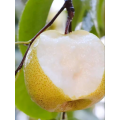 Fresh Jade Dew Circalci Pear