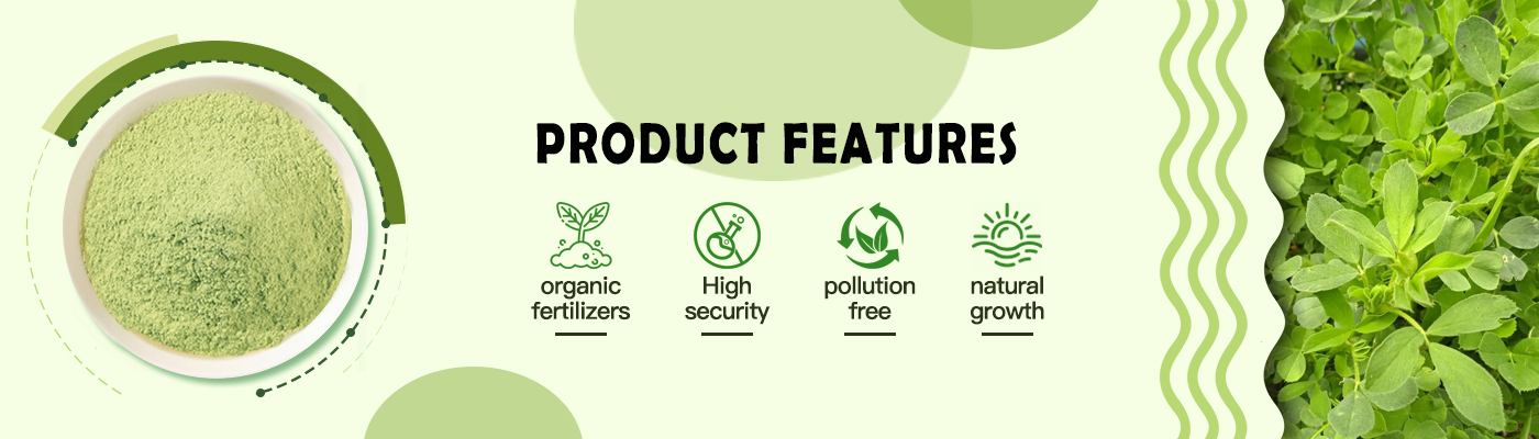 Organic alfalfa Powder-2
