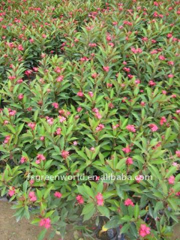 Jatropha integerrima bush tree