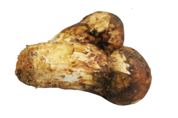 Preserved Wild Matsutake Mushroom For Seasonal Cuisine