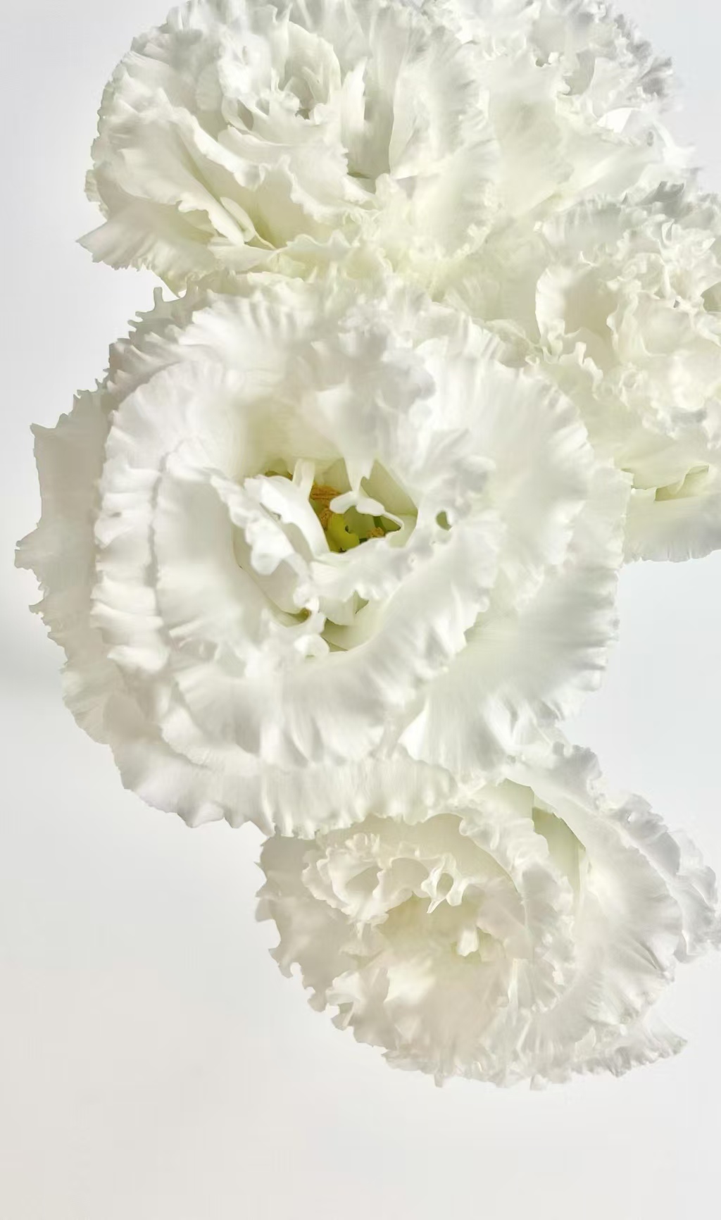 White Wave Lisianthus