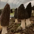 Taze Hasat Kuzugöbeği Mantarı Naturel