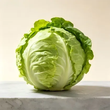 Fresh Iceberg Lettuce for Export