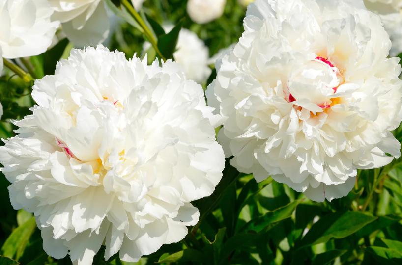 White Peony Root Extract Paeoniflorin