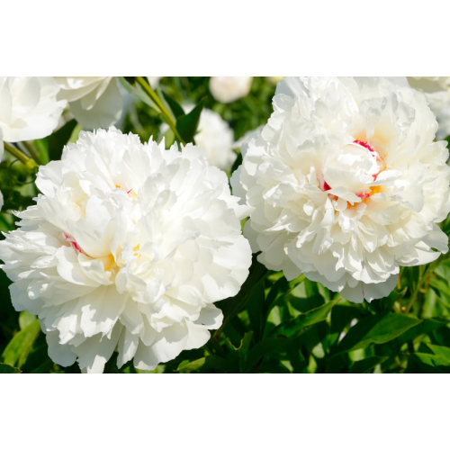 White Peony Root Extract Paeoniflorin