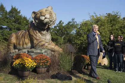 world's largest golden tiger stone carving marble tiger sculpture