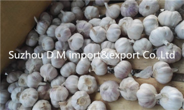 High quality garlic from China