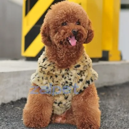 fashion brand pet clothes dog apparel