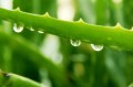 100% natur Aloe Vera extrakt