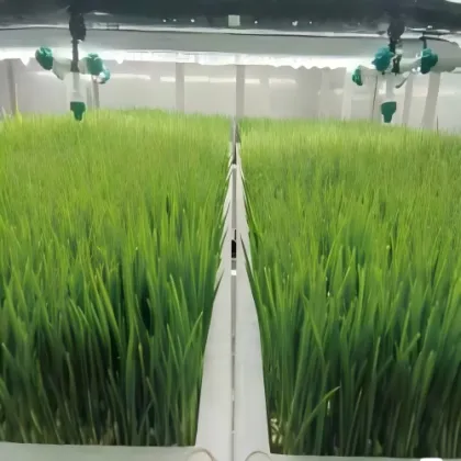 Hydroponics Cultures Plant Technology Container Greenhouse