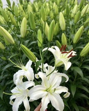 White Spray Lily for Wedding Luxury Arrangements