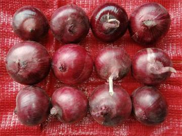Cipolla rossa fresca di migliore qualità 2020