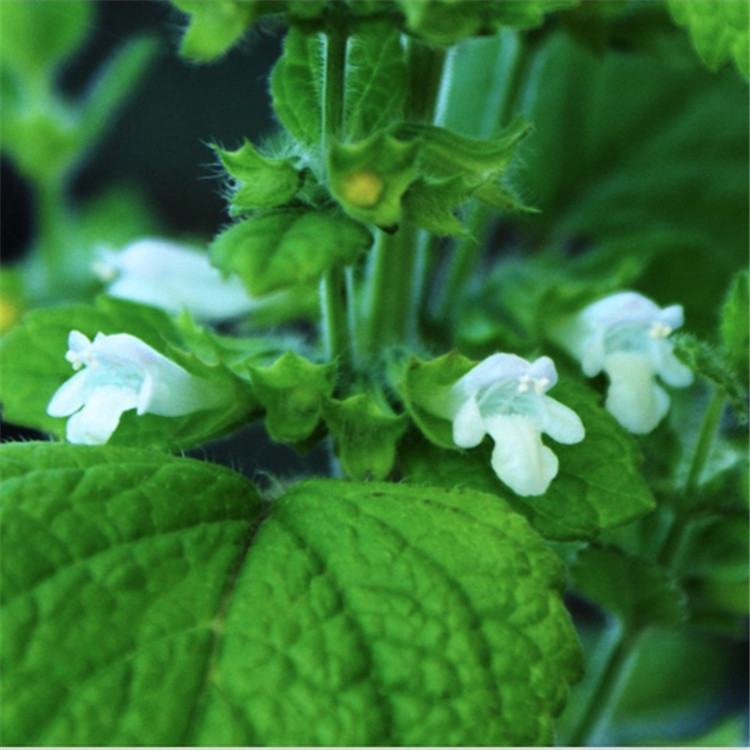 pure and natural Lemon Balm oil