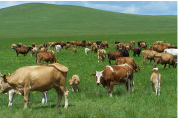 cows